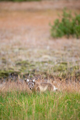 Obraz premium Arctic fox in the grass looking toward camera, Thorsmork Iceland