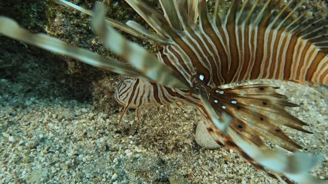 lionfish  underwater searching and patroling rocks for food mediterranean sea