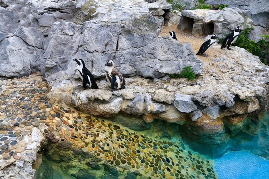un parc animalier &agrave; pingouins d'Afrique, zoo