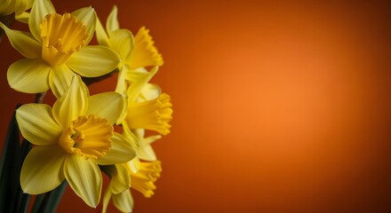 Obraz premium Vibrant yellow daffodils against warm orange background