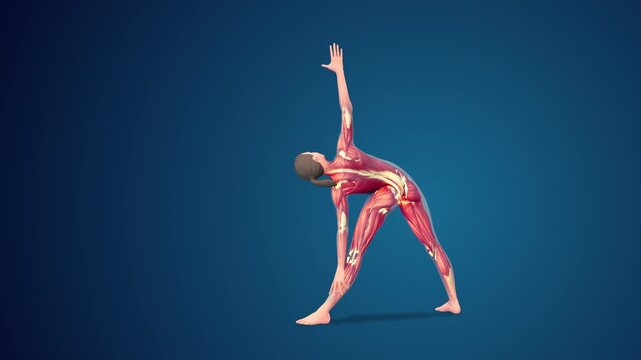 3D human Trikonasana or Triangle yoga pose on blue background, loopable
