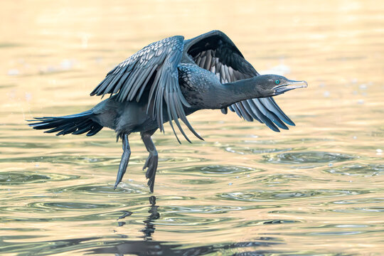 Close-up side view of a wild little black cormorant (Phalacrocorax sulcirostris) flying close to the water surface, Australia