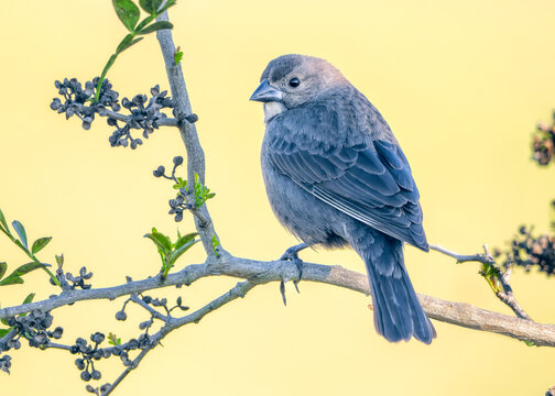 Close-up side view of a wild female brown-headed cowbird (Molothrus ater) perched on a flowering branch in front of a plain background, Florida, USA