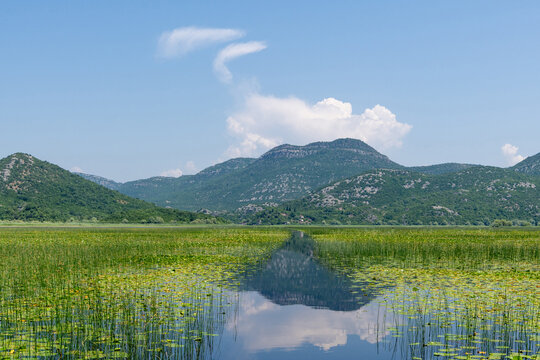 Channel through water lilies on the Rijeka Crnojevica river in Skadar Lake National Park, Montenegro