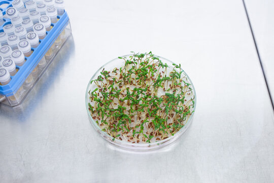 Laboratory-grown lettuce in patri dish.