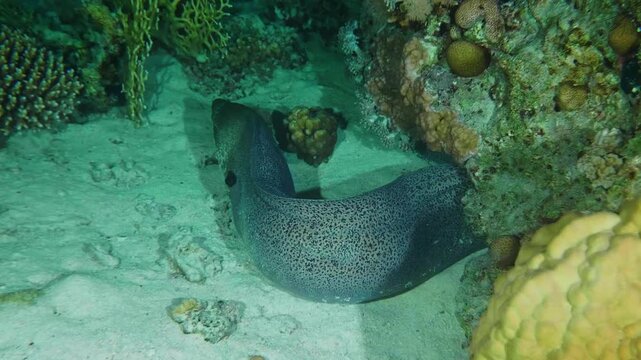 A close up shot of a majestic Giant Moray Eel Gymnothorax javanicus emerging from a vibrant coral reef, showcasing its distinctive spotted pattern and powerful presence in its natural underwater envir