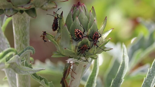 Artichokes with plant bugs.	