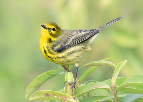 Close-up side view of a wild prairie warbler (Setophaga discolor) perched on a shrub, Florida, USA