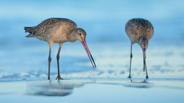 Close-up of a pair of marbled godwits (Limosa fedoa) foraging in the shallow surf on a sandy beach at dawn, Florida, USA