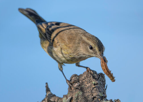 Close-up side view of a wild palm warbler (Setophaga palmarum) perched on a branch with a caterpillar in its beak, Florida, USA