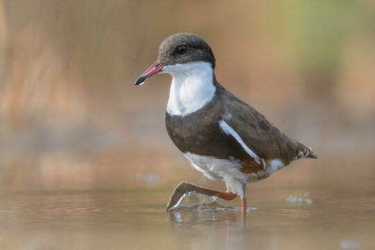 Close-up side view of a red-kneed dotterel (Erythrogonys cinctus) wading in shallow water, Australia