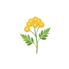 Obraz premium A vibrant yellow flower with green leaves on a white background vector graphic