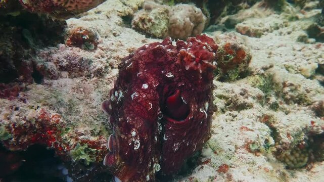 Close up underwater footage of a vibrant red octopus expertly camouflaging itself against the textured coral reef. The octopus displays its intelligent behavior and intricate skin patterns in its natu
