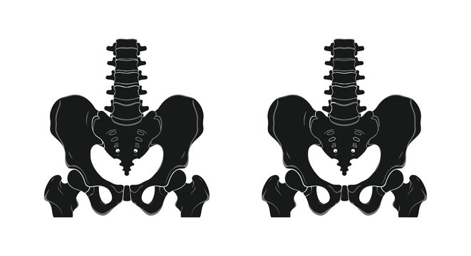 Anatomical illustration of human pelvis bones in black silhouette