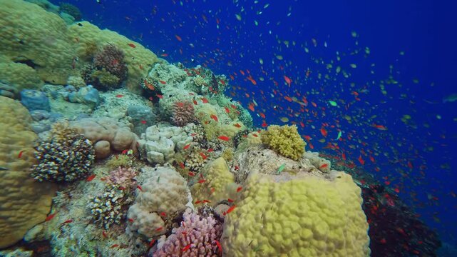 Underwater footage captures a thriving coral reef teeming with life, showcasing colorful hard and soft corals alongside schools of vibrant orange and red anthias fish swimming in the clear blue ocean 