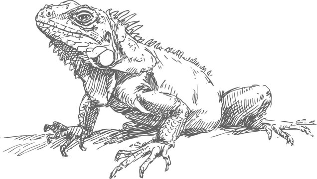 Detailed black and white illustration of an iguana lizard with textured scales and sharp claws