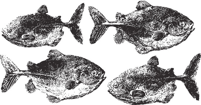 Four vintage black and white sunfish illustrations in different poses isolated on white background
