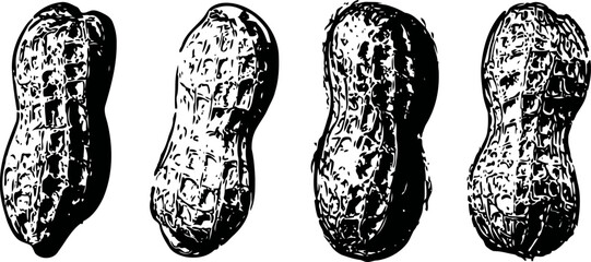 Fototapeta premium four whole peanuts with shell arranged horizontally in black and white line art