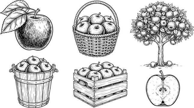 Apple harvest engraving set with basket, crate, bucket and tree. Hand drawn vintage illustration. Detailed rustic style perfect for farming, packaging and organic food design.