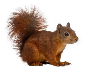 Isolated red squirrel with fluffy tail standing in profile view, cute small rodent © Ciara