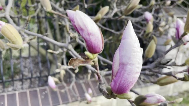 spring flower buds