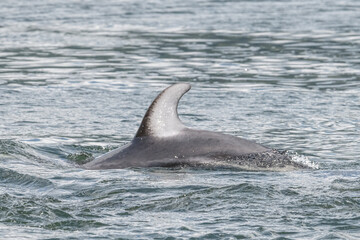 Fototapeta premium dolphin in the water