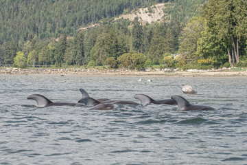 Obraz premium group of dolphins