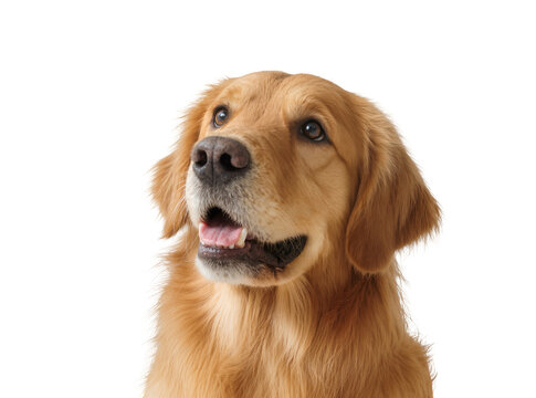 Isolated happy golden retriever dog looking up with an open mouth, friendly expression