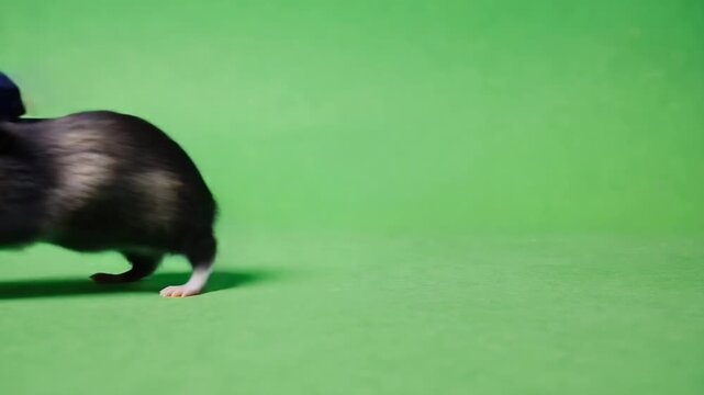 rat on a green background