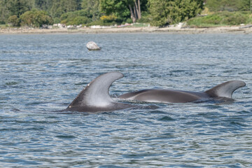 Fototapeta premium dolphin swimming 