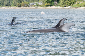Pacific white sided dolphins  © Tracey