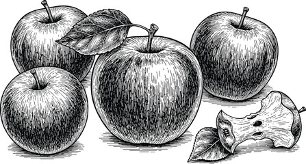 Fototapeta premium Vintage apple composition with whole fruits and slices. Hand drawn engraving style illustration with detailed shading. Ideal for packaging, labels, farm branding and organic food design.