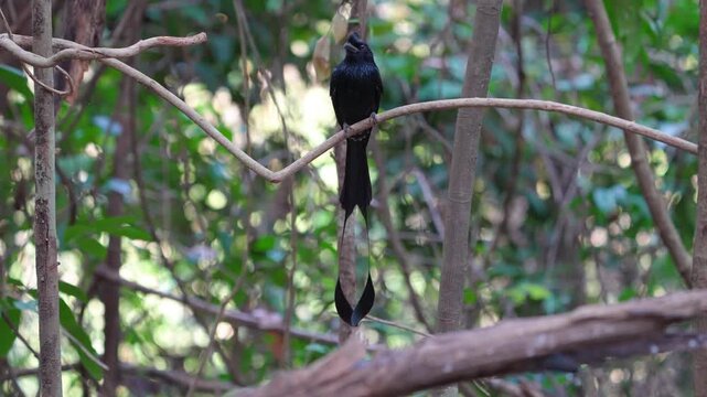 Greater Racket-tailed Drongo on branch bird watching in natural habitats in the forest.