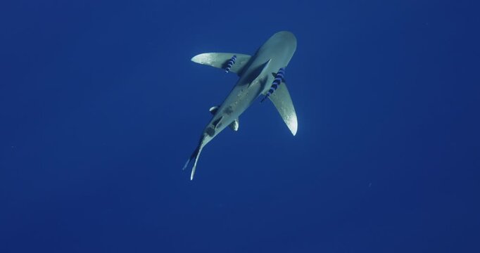 Coral sucker fish swimming near Oceanic Whitetip Shark Carcharhinus longimanus or dangerous shark inhabiting tropical in underwater Mauritius, Indian Ocean. Rare footage. Wildlife marine nature.