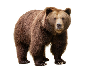Fototapeta premium Isolated majestic brown bear, large adult mammal, standing, facing camera, wildlife studio shot.
