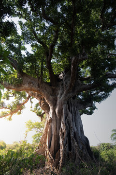 View of a massive ancient tree with a thick textured trunk and lush green canopy under bright sunlight in Bijagos, Guinea Bissau.