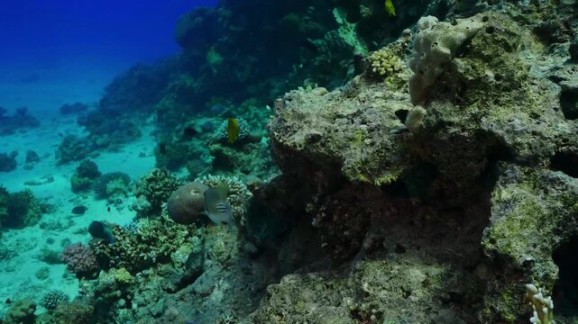 An Arabian Picasso Triggerfish Rhinecanthus assasi, also known as the Picasso triggerfish or Assasi triggerfish, gracefully swims over a vibrant coral reef in clear blue ocean water.