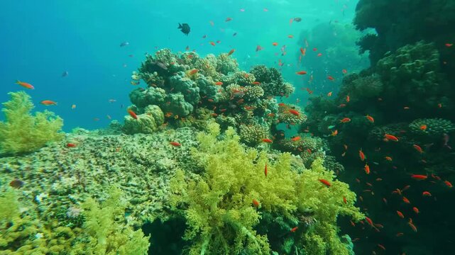 slow motion footage showcasing a healthy, colorful coral reef teeming with diverse tropical fish in crystal clear blue ocean water. Sunlight filters through the surface, illuminating the intricate det