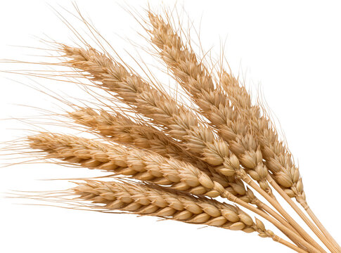 Isolated group of golden wheat ears, a symbol of harvest, agriculture, and healthy organic food.