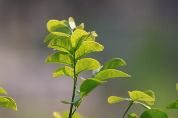Obraz premium a fresh green plant with young leaves glowing softly in sunlight standing out against a smooth blurred background, it captures the beauty of new growth an d the calm energy of nature