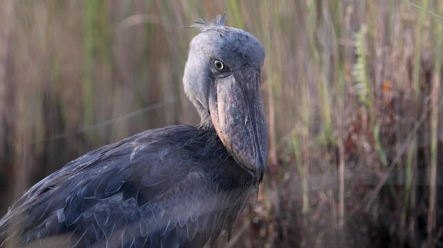 Shoebill bird at Mabamba Swamp, Victoria Lake, Uganda