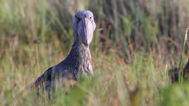 Shoebill bird at Mabamba Swamp, Victoria Lake, Uganda