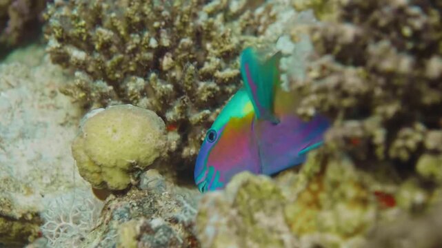 close up shot of a vibrant, iridescent parrotfish gracefully swimming amidst a healthy and colorful coral reef. This underwater footage captures the beauty and biodiversity of a tropical marine ecosys