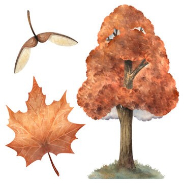 Watercolor maple tree set with leaf and seeds, hand painted botanical elements isolated on white background for autumn themes, seasonal design, branding, packaging, prints, and natural compositions