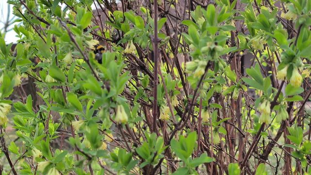 Bumblebee (Bombus) pollinating blooming Honeyberry (Lonicera caerulea) in early spring garden