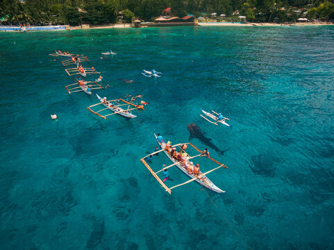 Aerial view of traditional outrigger boats floating on the turquoise waters as tourists observe a whale shark swimming below, Oslob, Cebu, Philippines.