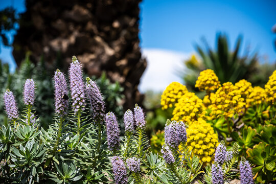 Springtime Wildflowers Bloom El Hierro Volcanic Landscape Canary Islands Spain Endemic Flora Biodiversity