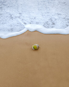 View of a green coconut resting on the golden sand as a gentle white wave washes over the shore Sao Tome and Principe.