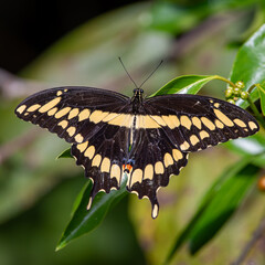 Fototapeta premium Eastern Giant Swallowtail With Wings Spread