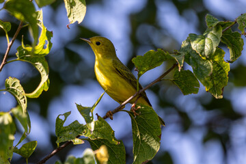 Obraz premium Yellow Warbler Perched On Tree Branch